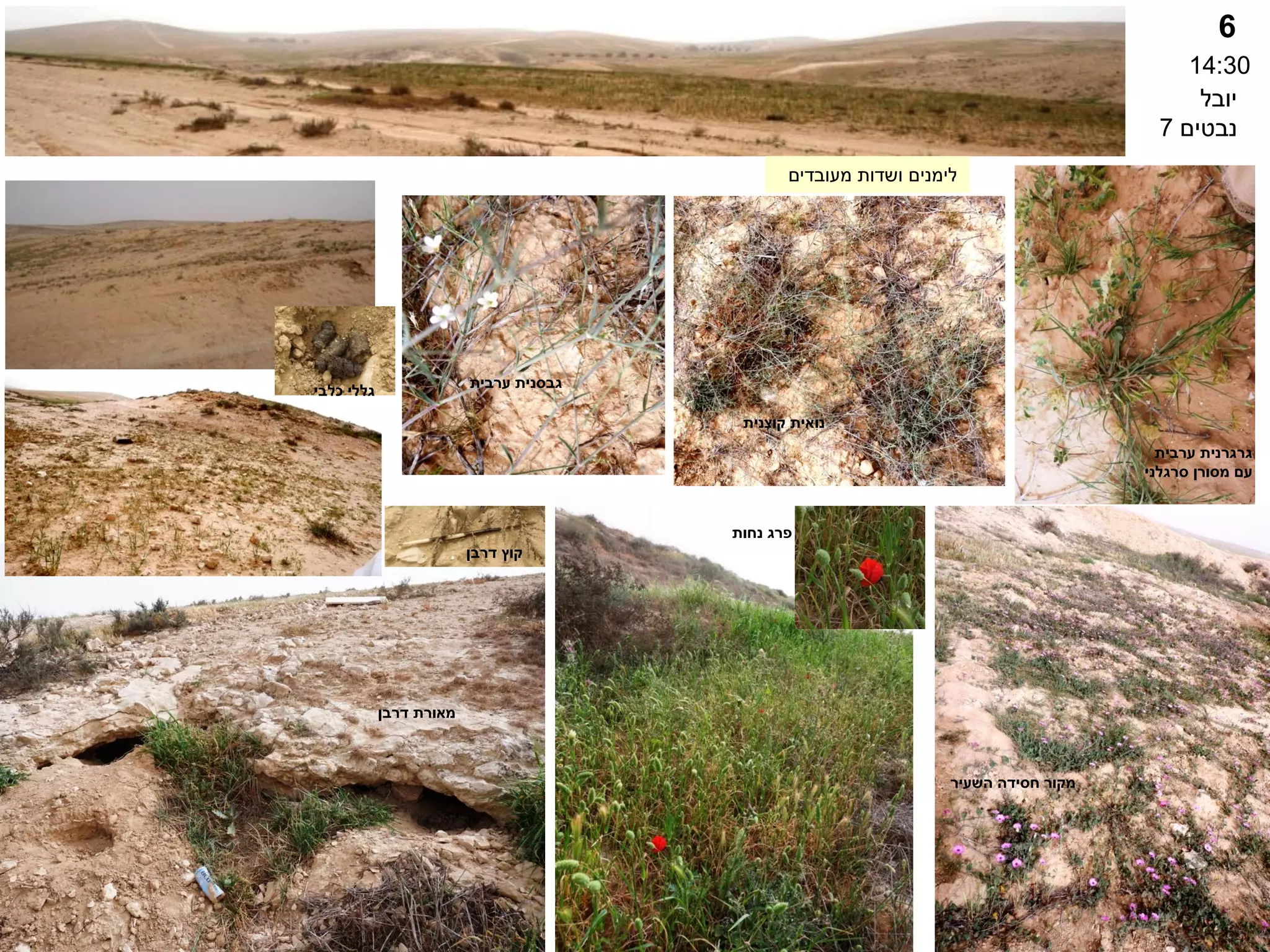 6
14:30
‫ערבית‬ ‫גבסנית‬
‫נואית‬
‫קוצנית‬
‫השעיר‬ ‫חסידה‬ ‫מקור‬
‫דרבן‬ ‫מאורת‬
‫ערבית‬ ‫גרגרנית‬
‫מסורן‬ ‫עם‬
‫סרגלני‬
‫נחות‬ ‫פרג‬
‫יובל‬
‫נבטים‬
7
‫מעובדים‬ ‫ושדות‬ ‫לימנים‬
‫דרבן‬ ‫קוץ‬
‫כלבי‬ ‫גללי‬
 