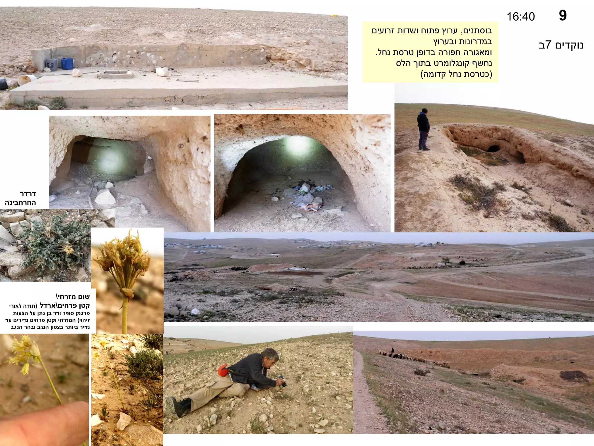 9
16:40
‫נוקדים‬
7
‫ב‬
‫בוסתנים‬
,
‫זרועים‬ ‫ושדות‬ ‫פתוח‬ ‫ערוץ‬
‫ובערוץ‬ ‫במדרונות‬
‫נחל‬ ‫טרסת‬ ‫בדופן‬ ‫חפורה‬ ‫ומאגורה‬
.
‫הלס‬ ‫בתוך‬ ‫קונגלומרט‬ ‫נחשף‬
(
‫קדומה‬ ‫נחל‬ ‫כטרסת‬
)
‫דרדר‬
‫החרחבינה‬
‫מזרחי‬ ‫שום‬

‫פרחים‬ ‫קטן‬

‫ארדל‬
(
‫לאורי‬ ‫תודה‬
‫הצעות‬ ‫על‬ ‫נתן‬ ‫בן‬ ‫ודר‬ ‫ספיר‬ ‫פרגמן‬
‫זיהוי‬
)
‫עד‬ ‫נדירים‬ ‫פרחים‬ ‫וקטן‬ ‫המזרחי‬
‫הנגב‬ ‫ובהר‬ ‫הנגב‬ ‫בצפון‬ ‫ביותר‬ ‫נדיר‬
 