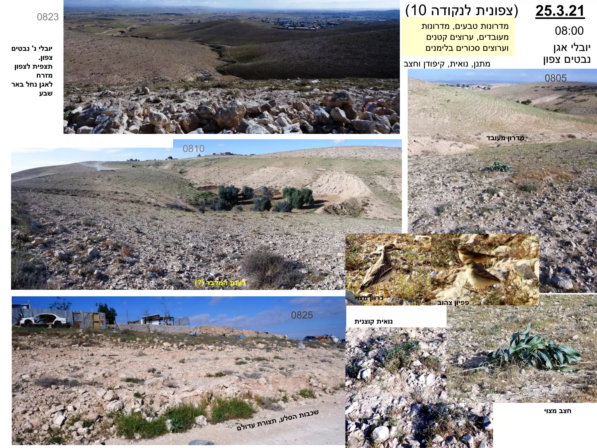 (
‫לנקודה‬ ‫צפונית‬
10
)
08:00
‫אגן‬ ‫יובלי‬
‫צפון‬ ‫נבטים‬
25.3.21
0805
0810
0823
0825
‫נואית‬
‫קוצנית‬
‫מצוי‬ ‫חצב‬
‫המדבר‬ ‫לענת‬
(
?
)
‫מעובד‬ ‫מדרון‬
‫נ‬ ‫יובלי‬
'
‫נבטים‬
‫צפון‬
.
‫לצפון‬ ‫תצפית‬
‫מזרח‬
‫באר‬ ‫נחל‬ ‫לאגן‬
‫שבע‬
‫מדרונות‬
‫טבעים‬
,
‫מדרונות‬
‫מעובדים‬
,
‫קטנים‬ ‫ערוצים‬
‫סכורים‬ ‫וערוצים‬
‫בלימנים‬
‫מתנן‬
,
‫נואית‬
,
‫וחצב‬ ‫קיפודן‬
‫צהוב‬ ‫פפיון‬
‫כרוון‬
‫מצוי‬
 