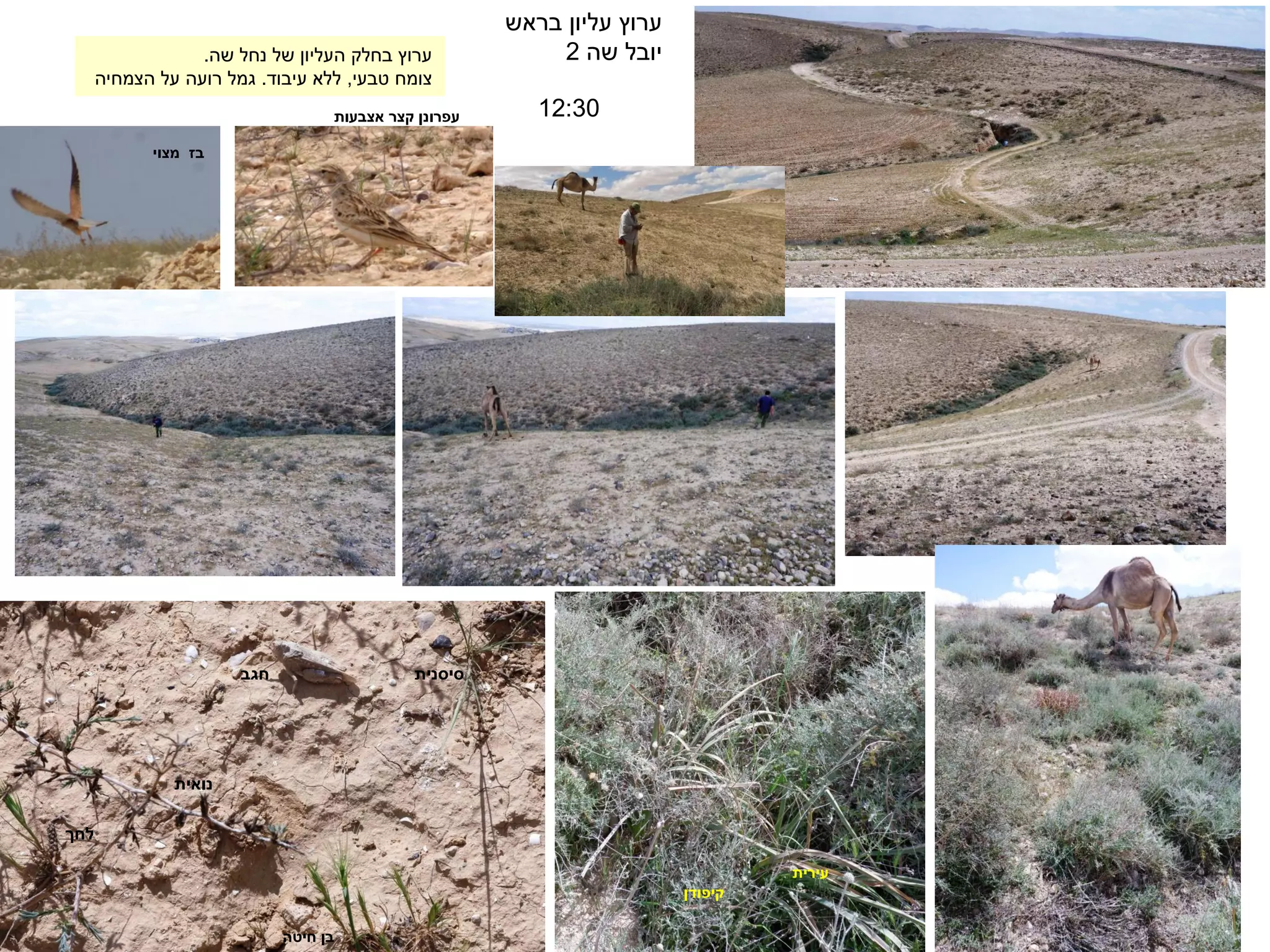 12:30
‫בראש‬ ‫עליון‬ ‫ערוץ‬
‫שה‬ ‫יובל‬
2
‫חגב‬
‫נואית‬
‫לחך‬
‫חיטה‬ ‫בן‬
‫סיסנית‬
‫קיפודן‬
‫עירית‬
‫שה‬ ‫נחל‬ ‫של‬ ‫העליון‬ ‫בחלק‬ ‫ערוץ‬
.
‫טבעי‬ ‫צומח‬
,
‫עיבוד‬ ‫ללא‬
.
‫הצמחיה‬ ‫על‬ ‫רועה‬ ‫גמל‬
‫מצוי‬ ‫בז‬
‫אצבעות‬ ‫קצר‬ ‫עפרונן‬
 