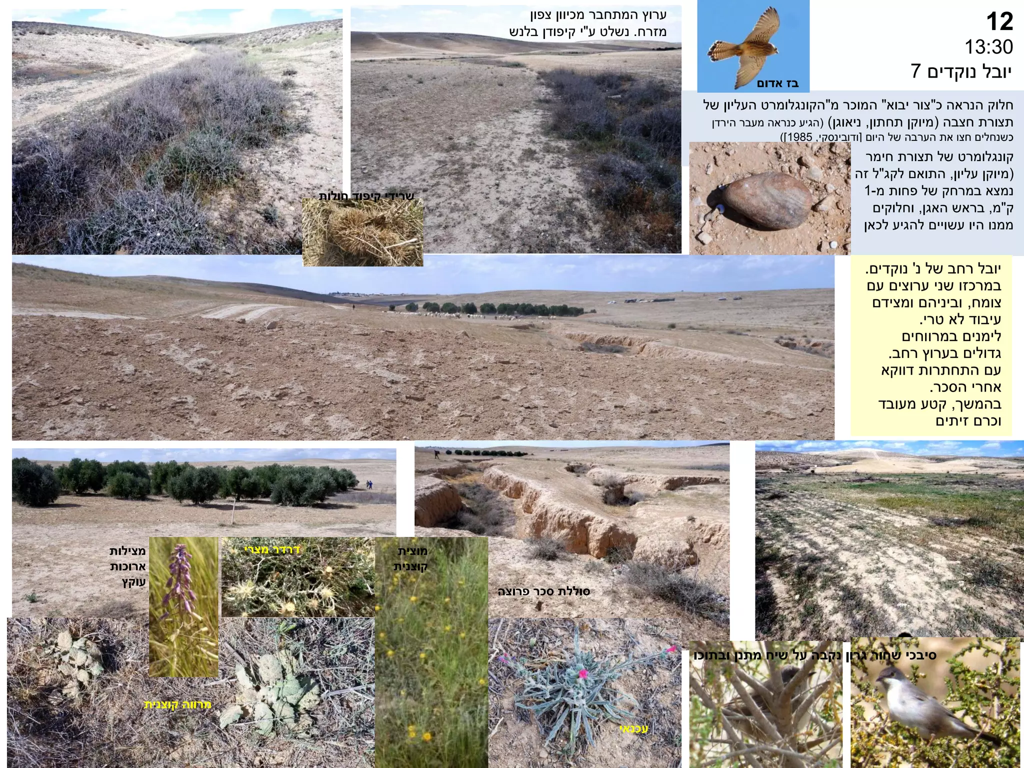 12
13:30
‫נוקדים‬ ‫יובל‬
7
‫עכנאי‬
‫כ‬ ‫הנראה‬ ‫חלוק‬
"
‫יבוא‬ ‫צור‬
"
‫מ‬ ‫המוכר‬
"
‫של‬ ‫העליון‬ ‫הקונגלומרט‬
‫חצבה‬ ‫תצורת‬
(
‫תחתון‬ ‫מיוקן‬
,
‫ניאוגן‬
)
(
‫הירדן‬ ‫מעבר‬ ‫כנראה‬ ‫הגיע‬
‫היום‬ ‫של‬ ‫הערבה‬ ‫את‬ ‫חצו‬ ‫כשנחלים‬
[
‫ודובינסקי‬
,
1985
)]
‫צפון‬ ‫מכיוון‬ ‫המתחבר‬ ‫ערוץ‬
‫מזרח‬
.
‫ע‬ ‫נשלט‬
"
‫קיפודן‬ ‫י‬
‫בלנש‬
‫פרוצה‬ ‫סכר‬ ‫סוללת‬
‫תצורת‬ ‫של‬ ‫קונגלומרט‬
‫חימר‬
(
‫עליון‬ ‫מיוקן‬
,
‫התואם‬
‫לקג‬
"
‫ל‬
‫זה‬
‫מ‬ ‫פחות‬ ‫של‬ ‫במרחק‬ ‫נמצא‬
-
1
‫ק‬
"
‫מ‬
,
‫האגן‬ ‫בראש‬
,
‫וחלוקים‬
‫לכאן‬ ‫להגיע‬ ‫עשויים‬ ‫היו‬ ‫ממנו‬
‫נ‬ ‫של‬ ‫רחב‬ ‫יובל‬
'
‫נוקדים‬
.
‫עם‬ ‫ערוצים‬ ‫שני‬ ‫במרכזו‬
‫צומח‬
,
‫ומצידם‬ ‫וביניהם‬
‫טרי‬ ‫לא‬ ‫עיבוד‬
.
‫במרווחים‬ ‫לימנים‬
‫רחב‬ ‫בערוץ‬ ‫גדולים‬
.
‫דווקא‬ ‫התחתרות‬ ‫עם‬
‫הסכר‬ ‫אחרי‬
.
‫בהמשך‬
,
‫מעובד‬ ‫קטע‬
‫זיתים‬ ‫וכרם‬
‫אדום‬ ‫בז‬
‫קוצנית‬ ‫מרווה‬
‫חולות‬ ‫קיפוד‬ ‫שרידי‬
‫מוצית‬
‫קוצנית‬
‫מצרי‬ ‫דרדר‬
‫מצילות‬
‫ארוכות‬
‫עוקץ‬
‫ובתוכו‬ ‫מתנן‬ ‫שיח‬ ‫על‬ ‫נקבה‬ ‫גרון‬ ‫שחור‬ ‫סיבכי‬
 