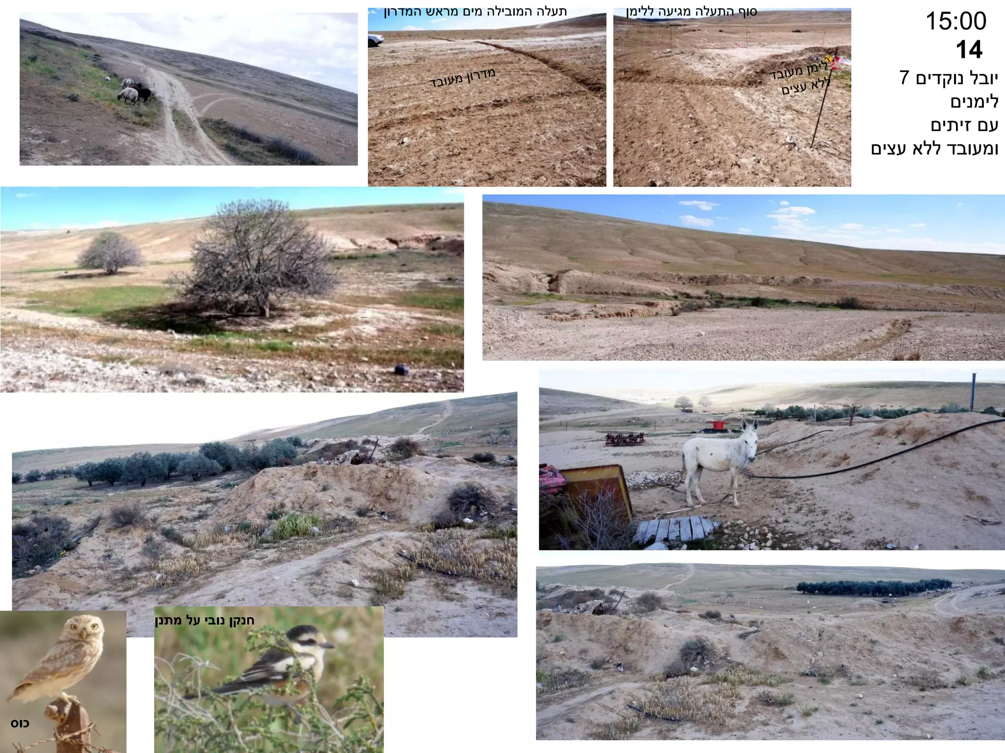 14
15:00
‫נוקדים‬ ‫יובל‬
7
‫לימנים‬
‫זיתים‬ ‫עם‬
‫עצים‬ ‫ללא‬ ‫ומעובד‬
‫המדרון‬ ‫מראש‬ ‫מים‬ ‫המובילה‬ ‫תעלה‬ ‫מגיעה‬ ‫התעלה‬ ‫סוף‬
‫ללימן‬
‫כוס‬
‫מתנן‬ ‫על‬ ‫נובי‬ ‫חנקן‬
 