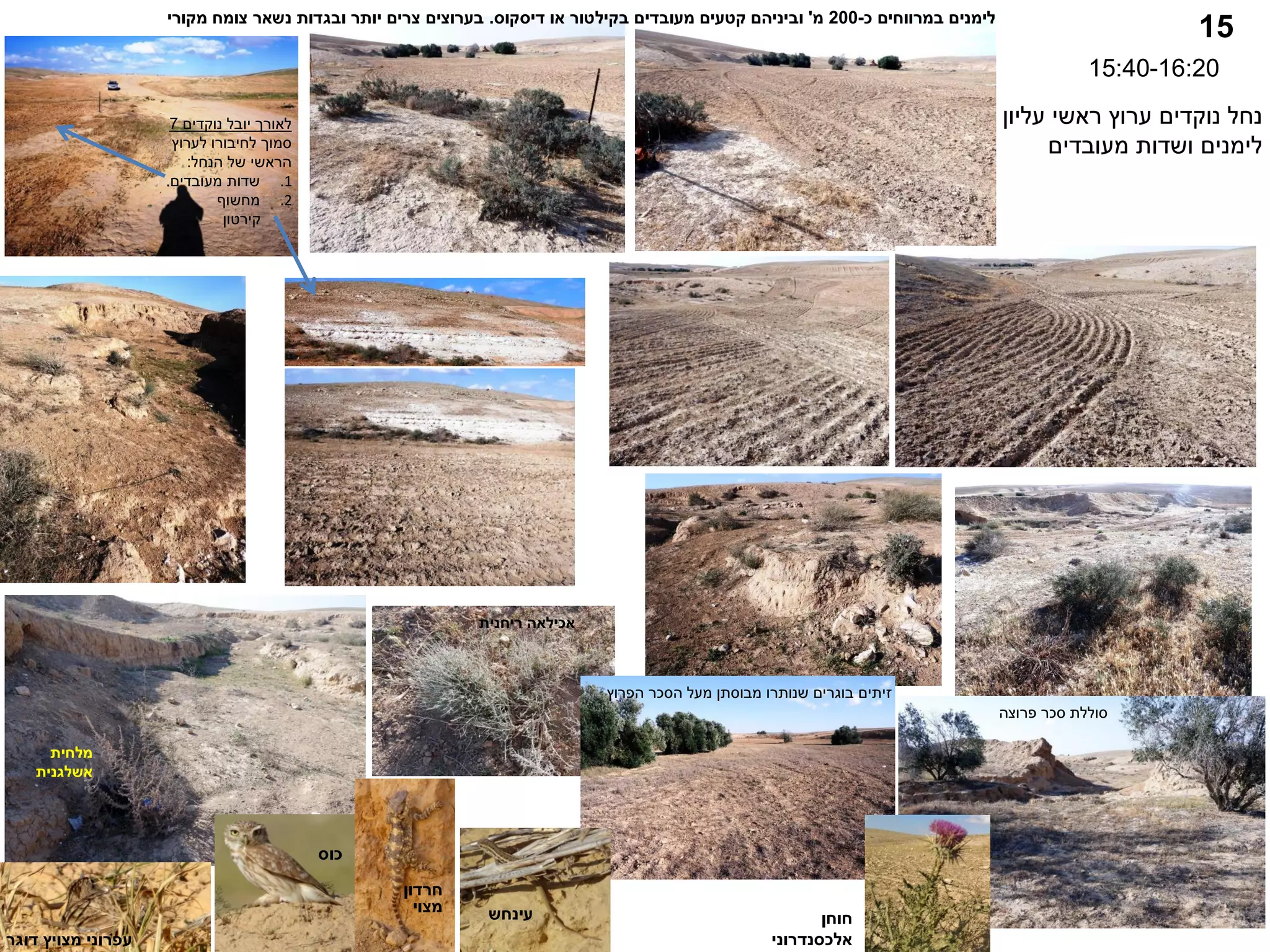 15
15:40-16:20
‫עליון‬ ‫ראשי‬ ‫ערוץ‬ ‫נוקדים‬ ‫נחל‬
‫מעובדים‬ ‫ושדות‬ ‫לימנים‬
‫כ‬ ‫במרווחים‬ ‫לימנים‬
-
200
‫מ‬
'
‫מעובדים‬ ‫קטעים‬ ‫וביניהם‬
‫בקילטור‬
‫דיסקוס‬ ‫או‬
.
‫מקורי‬ ‫צומח‬ ‫נשאר‬ ‫ובגדות‬ ‫יותר‬ ‫צרים‬ ‫בערוצים‬
‫נוקדים‬ ‫יובל‬ ‫לאורך‬
7
‫לערוץ‬ ‫לחיבורו‬ ‫סמוך‬
‫הנחל‬ ‫של‬ ‫הראשי‬
:
.1
‫מעובדים‬ ‫שדות‬
.
.2
‫מחשוף‬
‫קירטון‬
‫פרוצה‬ ‫סכר‬ ‫סוללת‬
‫הפרוץ‬ ‫הסכר‬ ‫מעל‬ ‫מבוסתן‬ ‫שנותרו‬ ‫בוגרים‬ ‫זיתים‬
‫מלחית‬
‫אשלגנית‬
‫אכילאה‬
‫ריחנית‬
‫כוס‬
‫חרדון‬
‫מצוי‬ ‫עינחש‬
‫דוגר‬ ‫מצויץ‬ ‫עפרוני‬
‫חוחן‬
‫אלכסנדרוני‬
 