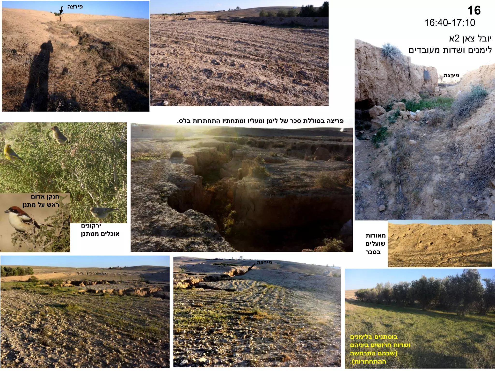 16
16:40-17:10
‫צאן‬ ‫יובל‬
2
‫א‬
‫מעובדים‬ ‫ושדות‬ ‫לימנים‬
‫פירצה‬
‫פירצה‬
‫פירצה‬
‫בוסתנים‬
‫בלימנים‬
‫ביניהם‬ ‫חרושים‬ ‫ושדות‬
(
‫התרחשה‬ ‫שבהם‬
‫ההתחתרות‬
.)
‫ירקונים‬
‫ממתנן‬ ‫אוכלים‬
‫אדום‬ ‫חנקן‬
‫מתנן‬ ‫על‬ ‫ראש‬
‫בלס‬ ‫התחתרות‬ ‫ומתחתיו‬ ‫ומעליו‬ ‫לימן‬ ‫של‬ ‫סכר‬ ‫בסוללת‬ ‫פריצה‬
.
‫מאורות‬
‫שועלים‬
‫בסכר‬
 