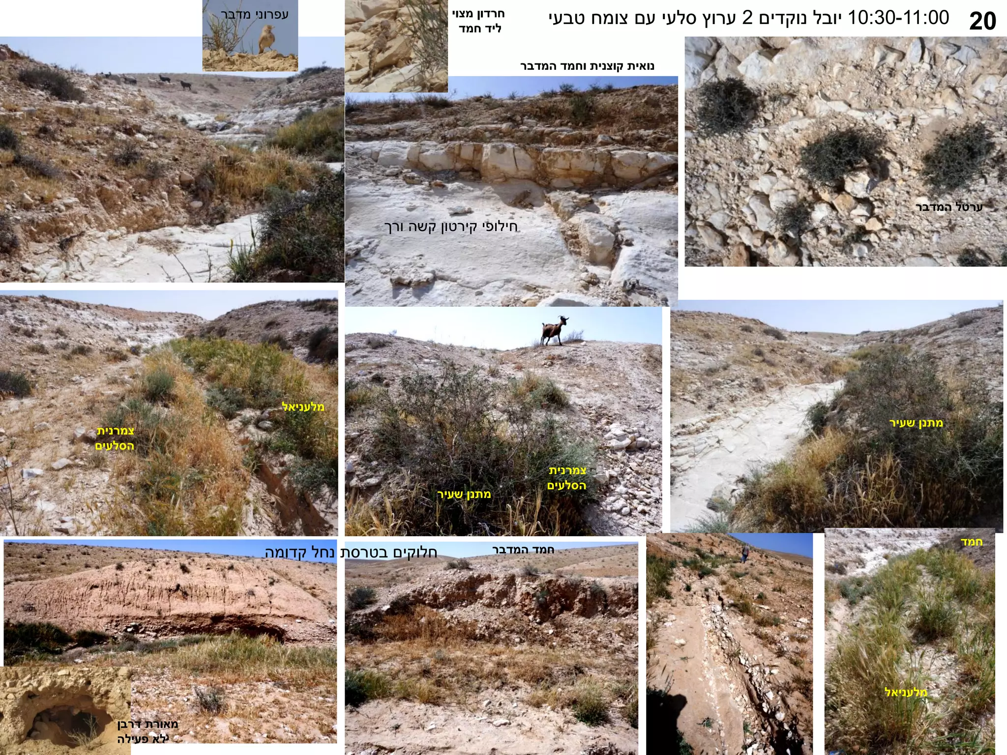 ‫המדבר‬ ‫ערטל‬
20
10:30-11:00
‫נוקדים‬ ‫יובל‬
2
‫טבעי‬ ‫צומח‬ ‫עם‬ ‫סלעי‬ ‫ערוץ‬
‫שעיר‬ ‫מתנן‬
‫שעיר‬ ‫מתנן‬
‫צמרנית‬
‫הסלעים‬
‫מלעניאל‬
‫חמד‬
‫מלעניאל‬
‫צמרנית‬
‫הסלעים‬
‫המדבר‬ ‫חמד‬
‫קדומה‬ ‫נחל‬ ‫בטרסת‬ ‫חלוקים‬
‫מדבר‬ ‫עפרוני‬
‫חילופי‬
‫קירטון‬
‫ורך‬ ‫קשה‬
‫נואית‬
‫המדבר‬ ‫וחמד‬ ‫קוצנית‬
‫מצוי‬ ‫חרדון‬
‫חמד‬ ‫ליד‬
‫דרבן‬ ‫מאורת‬
‫פעילה‬ ‫לא‬
 