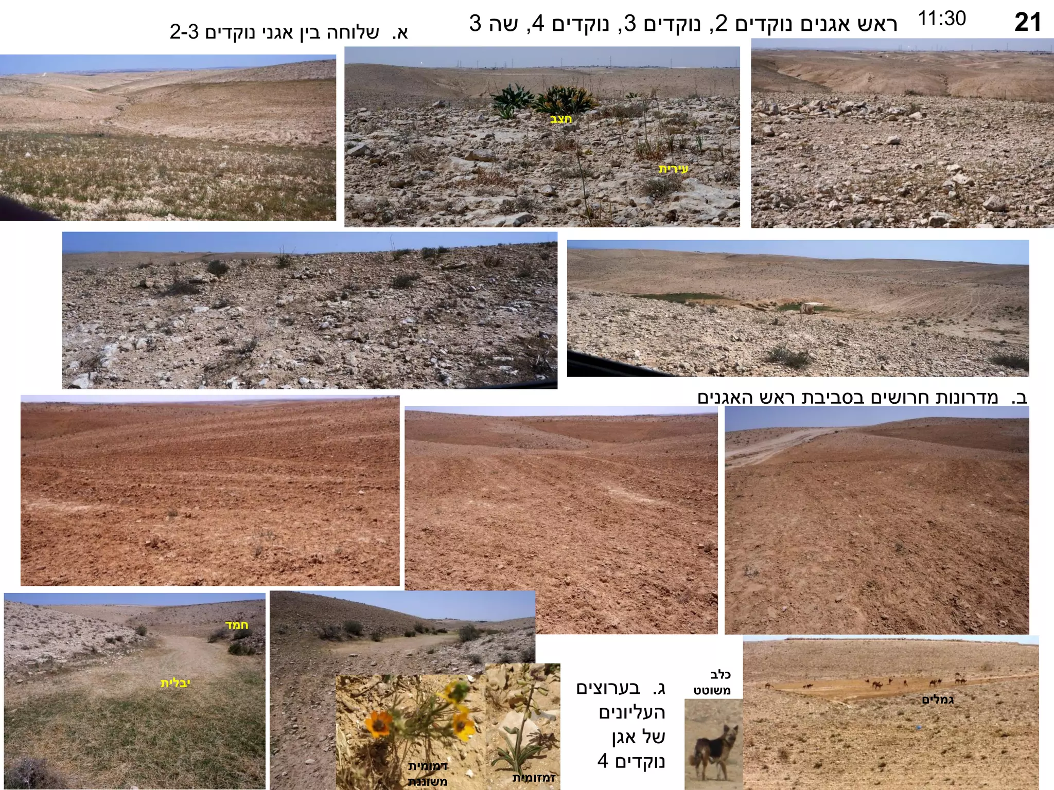 21
11:30
‫נוקדים‬ ‫אגנים‬ ‫ראש‬
2
,
‫נוקדים‬
3
,
‫נוקדים‬
4
,
‫שה‬
3
‫א‬
.
‫נוקדים‬ ‫אגני‬ ‫בין‬ ‫שלוחה‬
2-3
‫ב‬
.
‫האגנים‬ ‫ראש‬ ‫בסביבת‬ ‫חרושים‬ ‫מדרונות‬
‫ג‬
.
‫בערוצים‬
‫העליונים‬
‫אגן‬ ‫של‬
‫נוקדים‬
4
‫חמד‬
‫יבלית‬
‫חצב‬
‫עירית‬
‫גמלים‬
‫כלב‬
‫משוטט‬
‫זמזומית‬
‫דמומית‬
‫משוננת‬
 