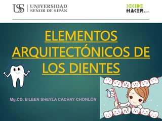 Mg.CD. EILEEN SHEYLA CACHAY CHONLÓN
ELEMENTOS
ARQUITECTÓNICOS DE
LOS DIENTES
 