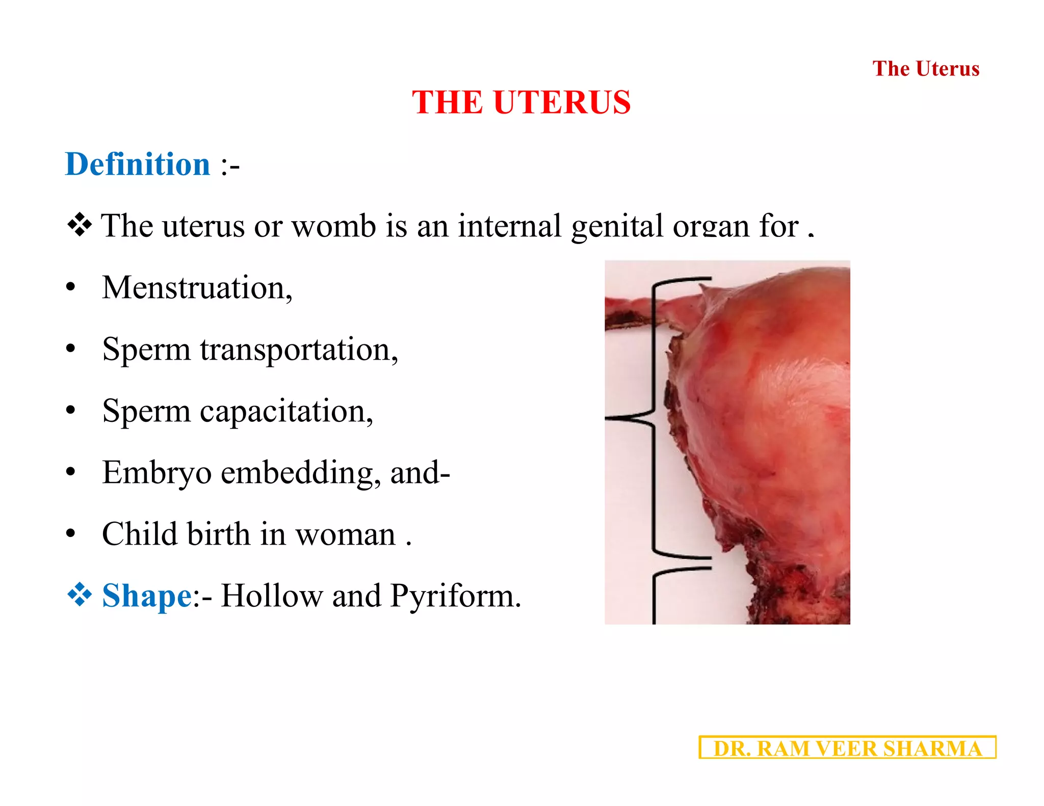 Utures Shape 2.4 - Uterus Anatomy PDF.pdf