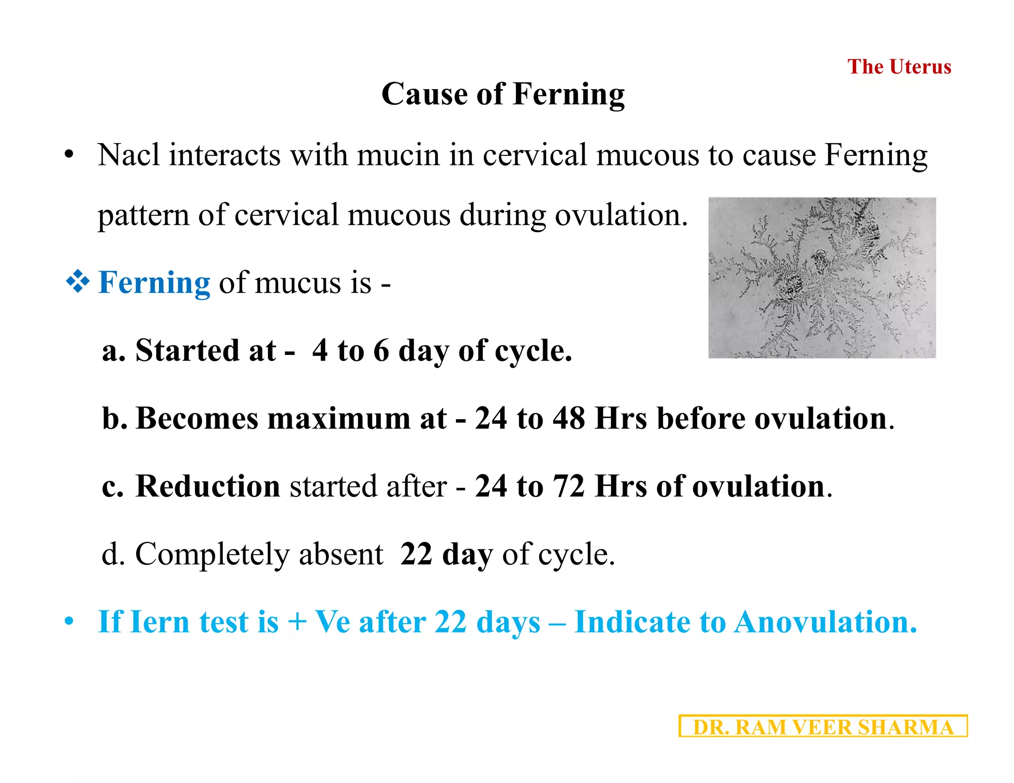 2.4 - Uterus Anatomy PDF.pdf
