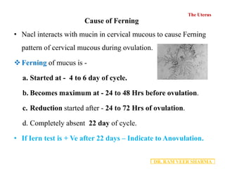 2.4 - Uterus Anatomy PDF.pdf
