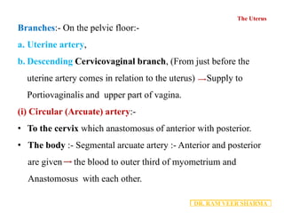 2.4 - Uterus Anatomy PDF.pdf