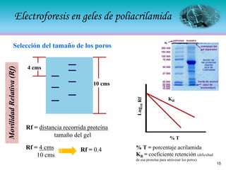 Electroforesis en geles de poliacrilamida
Selección del tamaño de los poros
KR
% T
% T = porcentaje acrilamida
KR = coeficiente retención (dificultad
de esa proteína para atravesar los poros)
Rf = 4 cms
10 cms
Rf = 0.4
10 cms
4 cms
Movilidad
Relativa
(Rf)
Rf = distancia recorrida proteína
tamaño del gel
15
 