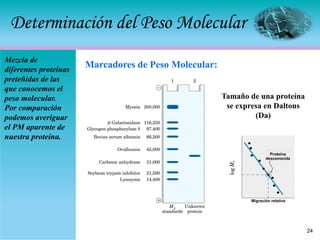 Determinación del Peso Molecular
24
Mezcla de
diferentes proteínas
preteñidas de las
que conocemos el
peso molecular.
Por comparación
podemos averiguar
el PM aparente de
nuestra proteína.
Marcadores de Peso Molecular:
Tamaño de una proteína
se expresa en Daltons
(Da)
Migración relativa
Proteína
desconocida
 