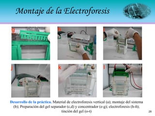 Montaje de la Electroforesis
Desarrollo de la práctica. Material de electroforesis vertical (a); montaje del sistema
(b); Preparación del gel separador (c,d) y concentrador (e-g); electroforesis (h-ñ);
tinción del gel (o-t) 28
 
