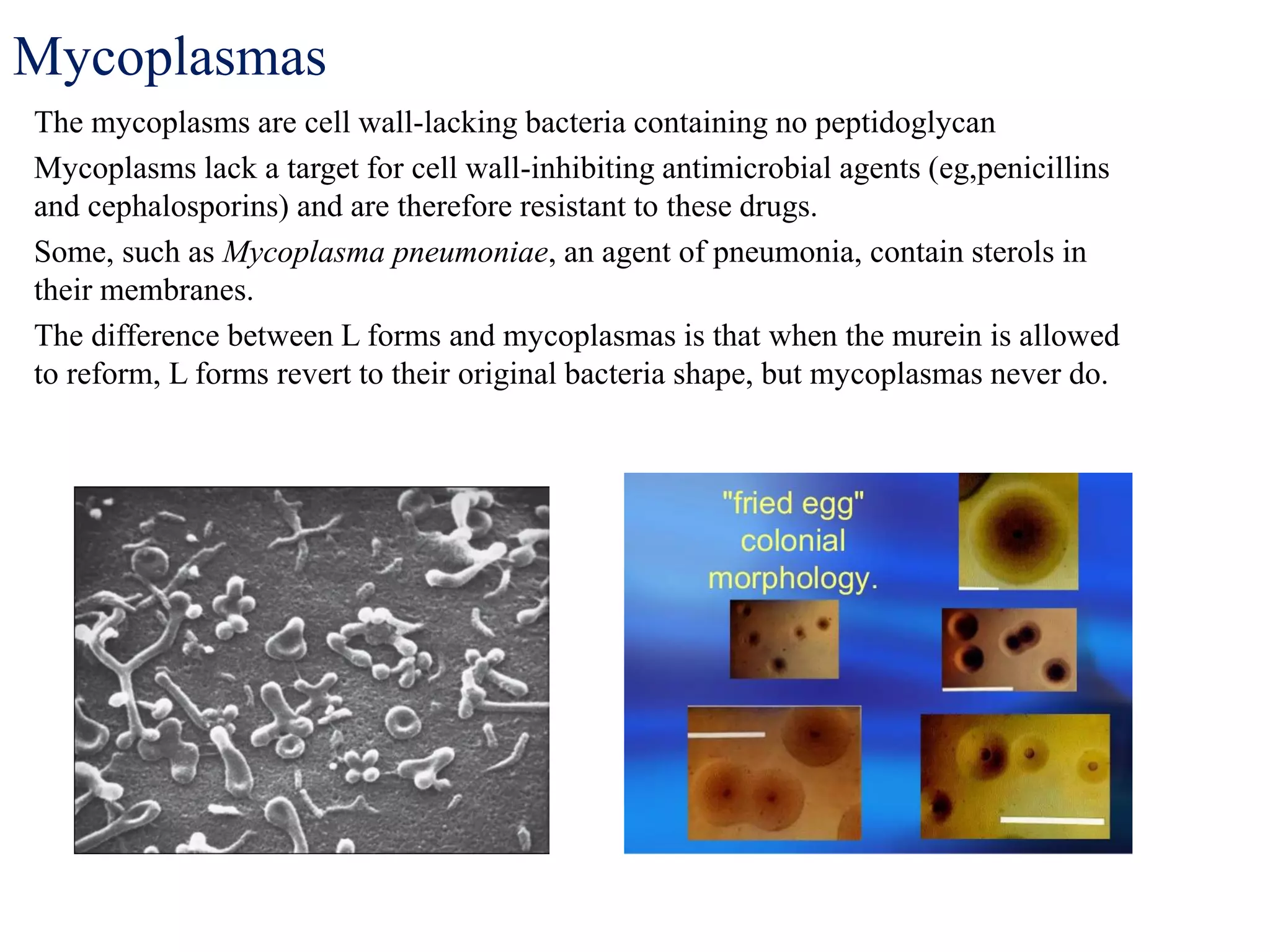 Mycoplasmas
The mycoplasms are cell wall-lacking bacteria containing no peptidoglycan
Mycoplasms lack a target for cell wall-inhibiting antimicrobial agents (eg,penicillins
and cephalosporins) and are therefore resistant to these drugs.
Some, such as Mycoplasma pneumoniae, an agent of pneumonia, contain sterols in
their membranes.
The difference between L forms and mycoplasmas is that when the murein is allowed
to reform, L forms revert to their original bacteria shape, but mycoplasmas never do.
 