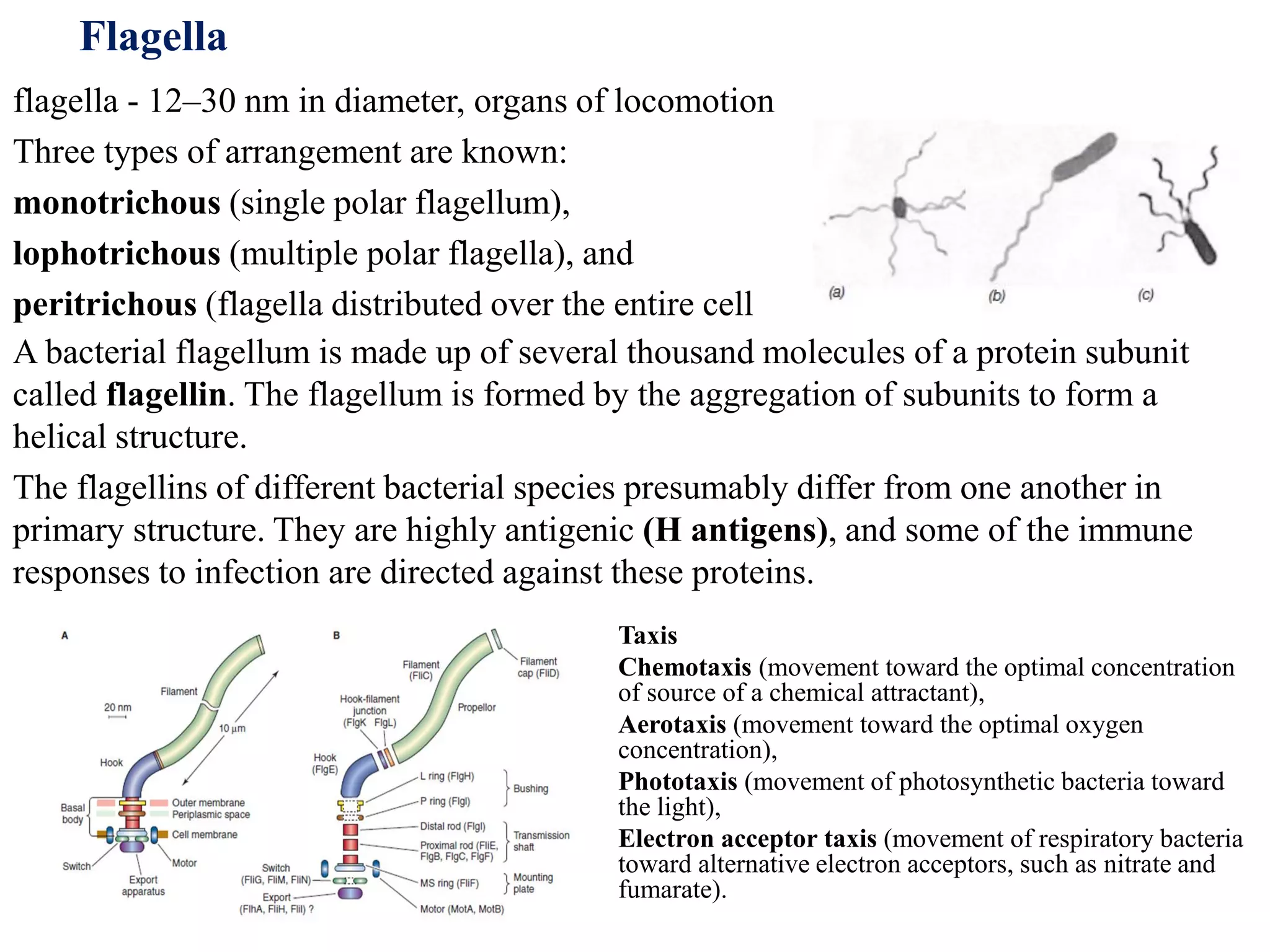 Flagella
flagella - 12–30 nm in diameter, organs of locomotion
Three types of arrangement are known:
monotrichous (single polar flagellum),
lophotrichous (multiple polar flagella), and
peritrichous (flagella distributed over the entire cell
A bacterial flagellum is made up of several thousand molecules of a protein subunit
called flagellin. The flagellum is formed by the aggregation of subunits to form a
helical structure.
The flagellins of different bacterial species presumably differ from one another in
primary structure. They are highly antigenic (H antigens), and some of the immune
responses to infection are directed against these proteins.
Taxis
Chemotaxis (movement toward the optimal concentration
of source of a chemical attractant),
Aerotaxis (movement toward the optimal oxygen
concentration),
Phototaxis (movement of photosynthetic bacteria toward
the light),
Electron acceptor taxis (movement of respiratory bacteria
toward alternative electron acceptors, such as nitrate and
fumarate).
 