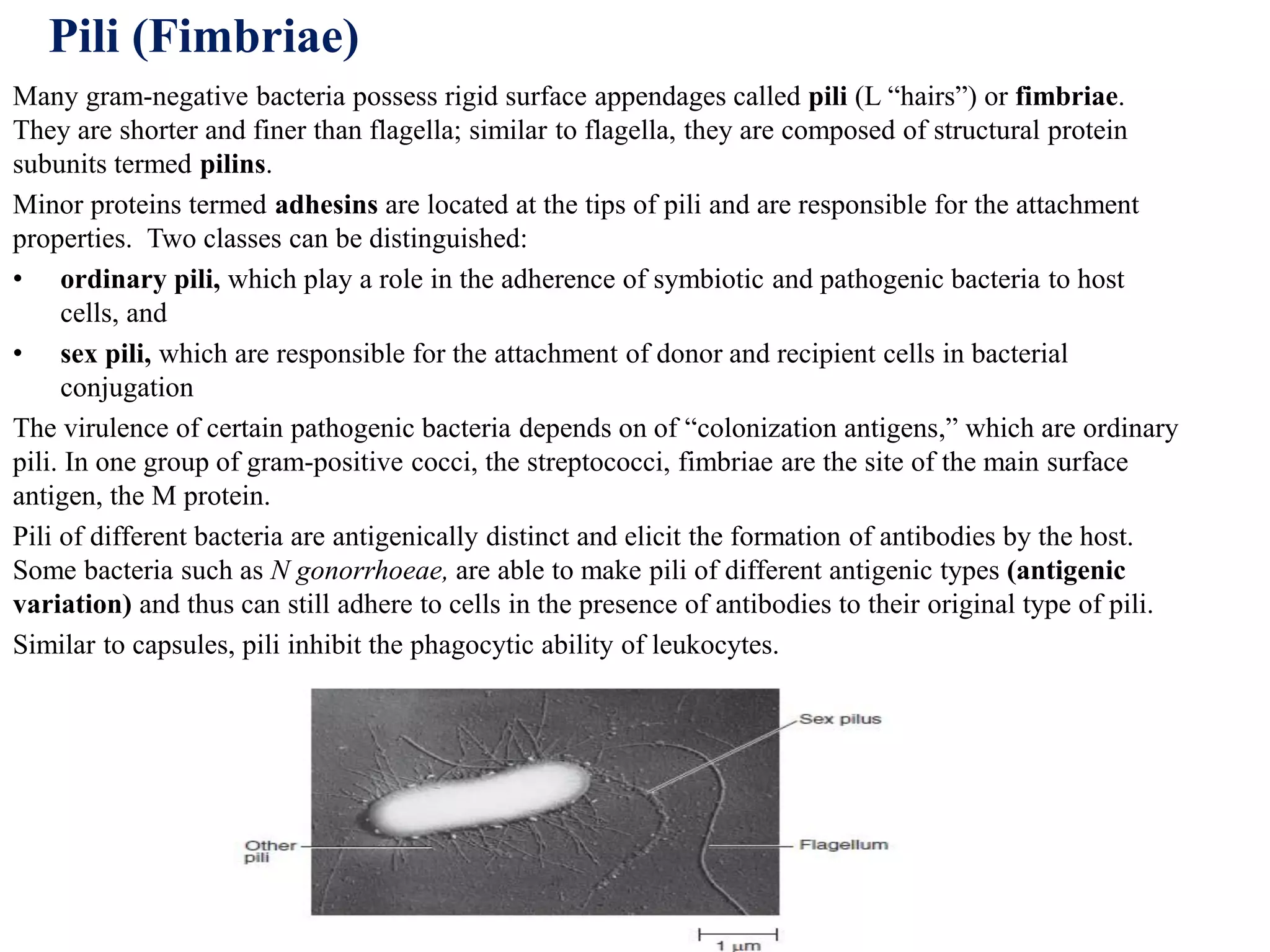 Many gram-negative bacteria possess rigid surface appendages called pili (L “hairs”) or fimbriae.
They are shorter and finer than flagella; similar to flagella, they are composed of structural protein
subunits termed pilins.
Minor proteins termed adhesins are located at the tips of pili and are responsible for the attachment
properties. Two classes can be distinguished:
• ordinary pili, which play a role in the adherence of symbiotic and pathogenic bacteria to host
cells, and
• sex pili, which are responsible for the attachment of donor and recipient cells in bacterial
conjugation
The virulence of certain pathogenic bacteria depends on of “colonization antigens,” which are ordinary
pili. In one group of gram-positive cocci, the streptococci, fimbriae are the site of the main surface
antigen, the M protein.
Pili of different bacteria are antigenically distinct and elicit the formation of antibodies by the host.
Some bacteria such as N gonorrhoeae, are able to make pili of different antigenic types (antigenic
variation) and thus can still adhere to cells in the presence of antibodies to their original type of pili.
Similar to capsules, pili inhibit the phagocytic ability of leukocytes.
Pili (Fimbriae)
 