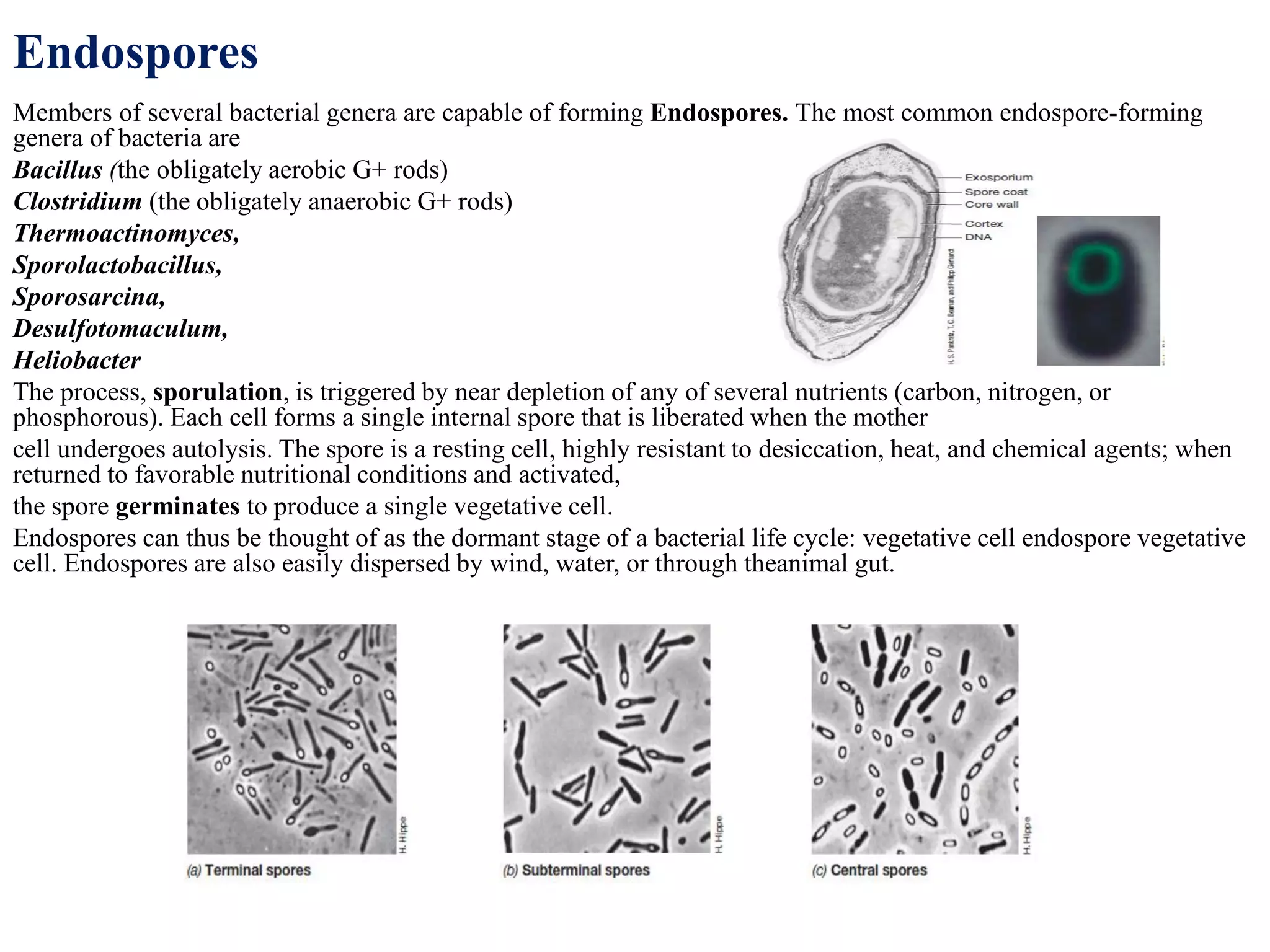 Endospores
Members of several bacterial genera are capable of forming Endospores. The most common endospore-forming
genera of bacteria are
Bacillus (the obligately aerobic G+ rods)
Clostridium (the obligately anaerobic G+ rods)
Thermoactinomyces,
Sporolactobacillus,
Sporosarcina,
Desulfotomaculum,
Heliobacter
The process, sporulation, is triggered by near depletion of any of several nutrients (carbon, nitrogen, or
phosphorous). Each cell forms a single internal spore that is liberated when the mother
cell undergoes autolysis. The spore is a resting cell, highly resistant to desiccation, heat, and chemical agents; when
returned to favorable nutritional conditions and activated,
the spore germinates to produce a single vegetative cell.
Endospores can thus be thought of as the dormant stage of a bacterial life cycle: vegetative cell endospore vegetative
cell. Endospores are also easily dispersed by wind, water, or through theanimal gut.
 