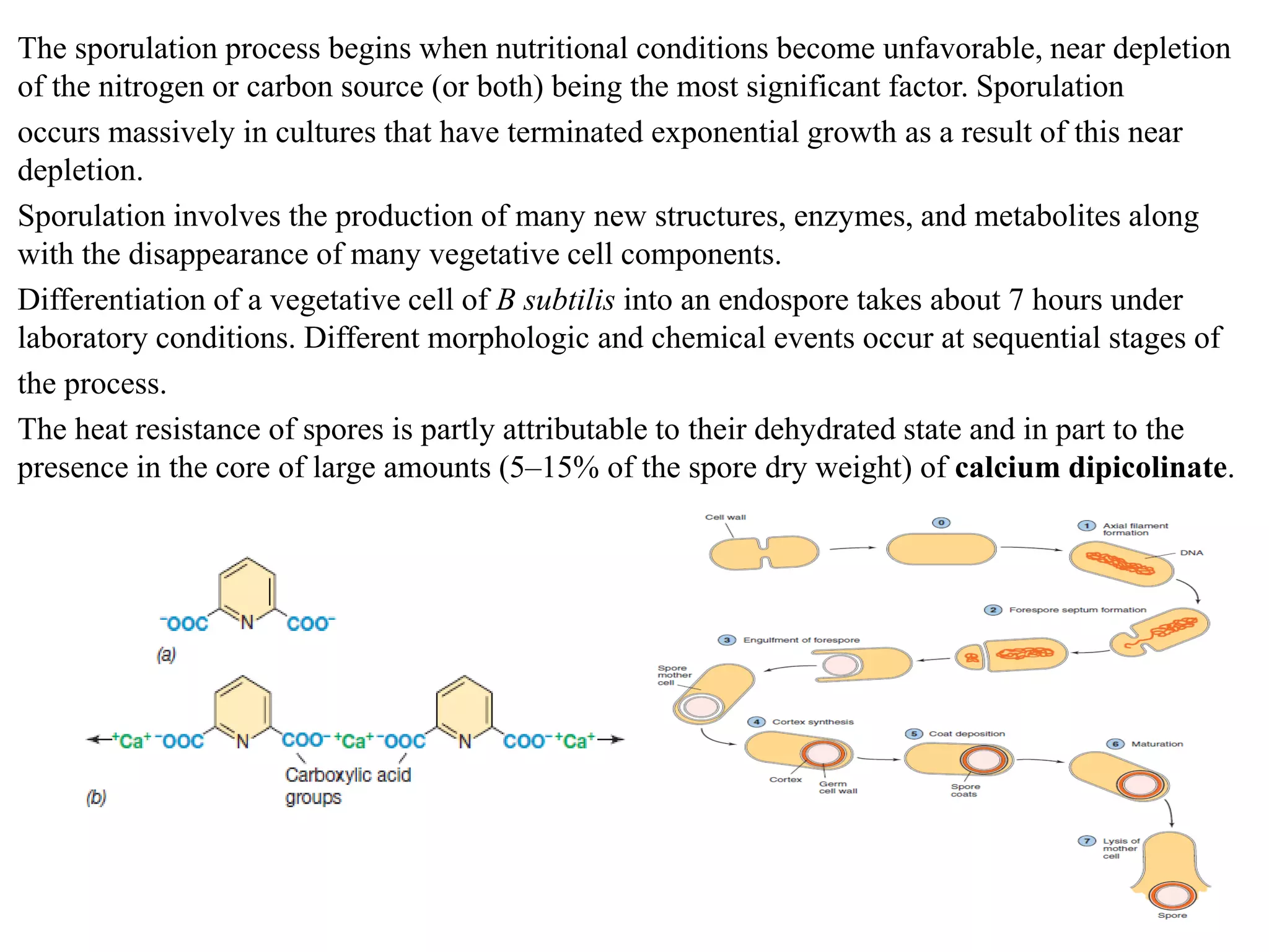 The sporulation process begins when nutritional conditions become unfavorable, near depletion
of the nitrogen or carbon source (or both) being the most significant factor. Sporulation
occurs massively in cultures that have terminated exponential growth as a result of this near
depletion.
Sporulation involves the production of many new structures, enzymes, and metabolites along
with the disappearance of many vegetative cell components.
Differentiation of a vegetative cell of B subtilis into an endospore takes about 7 hours under
laboratory conditions. Different morphologic and chemical events occur at sequential stages of
the process.
The heat resistance of spores is partly attributable to their dehydrated state and in part to the
presence in the core of large amounts (5–15% of the spore dry weight) of calcium dipicolinate.
 