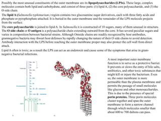 Possibly the most unusual constituents of the outer membrane are its lipopolysaccharides (LPSs). These large, complex
molecules contain both lipid and carbohydrate, and consist of three parts: (1) lipid A, (2) the core polysaccharide, and (3) the
O side chain.
The lipid A (Salmonella typhimurium ) region contains two glucosamine sugar derivatives, each with three fatty acids and
phosphate or pyrophosphate attached. It is buried in the outer membrane and the remainder of the LPS molecule projects
from the surface.
The core polysaccharide is joined to lipid A. In Salmonella it is constructed of 10 sugars, many of them unusual in structure.
The O side chain or O antigen is a polysaccharide chain extending outward from the core. It has several peculiar sugars and
varies in composition between bacterial strains. Although Omside chains are readily recognized by host antibodies,
gramnegative bacteria may thwart host defenses by rapidly changing the nature of their O side chains to avoid detection.
Antibody interaction with the LPS before reaching the outer membrane proper may also protect the cell wall from direct
attack.
Lipid A often is toxic; as a result the LPS can act as an endotoxin and cause some of the symptoms that arise in gram-
negative bacterial infections.
A most important outer membrane
function is to serve as a protective barrier.
It prevents or slows the entry of bile salts,
antibiotics, and other toxic substances that
might kill or injure the bacterium. Even
so, the outer membrane is more
permeable than the plasma membrane and
permits the passage of small molecules
like glucose and other monosaccharides.
This is due to the presence of special
porin proteins. Three porin molecules
cluster together and span the outer
membrane to form a narrow channel
through which molecules smaller than
about 600 to 700 daltons can pass.
 
