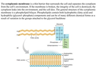 The cytoplasmic membrane is a thin barrier that surrounds the cell and separates the cytoplasm
from the cell’s environment. If the membrane is broken, the integrity of the cell is destroyed, the
cytoplasm leaks into the environment, and the cell dies. The general structure of the cytoplasmic
membrane is a phospholipid bilayer. Phospholipids contain both hydrophobic (fatty acid) and
hydrophilic (glycerol–phosphate) components and can be of many different chemical forms as a
result of variation in the groups attached to the glycerol backbone
 