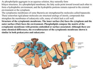 As phospholipids aggregate in an aqueous solution, they naturally form
bilayer structures. In a phospholipid membrane, the fatty acids point inward toward each other to
form a hydrophobic environment, and the hydrophilic portions remain exposed to the external
environment or the cytoplasm.
The cytoplasmic membranes of some Bacteria are strengthened by molecules called hopanoids.
These somewhat rigid planar molecules are structural analogs of sterols, compounds that
strengthen the membranes of eukaryotic cells, many of which lack a cell wall.
Structure of the cytoplasmic membrane. The inner surface (In) faces the cytoplasm and the
outer surface (Out) faces the environment. Phospholipids compose the matrix of the
cytoplasmic membrane with proteins embedded or surface associated. Although there are
some chemical differences, the overallstructure of the cytoplasmic membrane shown is
similar in both prokaryotes and eukaryotes
 