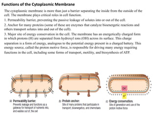 Functions of the Cytoplasmic Membrane
The cytoplasmic membrane is more than just a barrier separating the inside from the outside of the
cell. The membrane plays critical roles in cell function.
1. Permeability barrier, preventing the passive leakage of solutes into or out of the cell.
2. Anchor for many proteins (some of these are enzymes that catalyze bioenergetic reactions and
others transport solutes into and out of the cell).
3. Major site of energy conservation in the cell. The membrane has an energetically charged form
in which protons (H) are separated from hydroxyl ions (OH) across its surface. This charge
separation is a form of energy, analogous to the potential energy present in a charged battery. This
energy source, called the proton motive force, is responsible for driving many energy requiring
functions in the cell, including some forms of transport, motility, and biosynthesis of ATP.
 