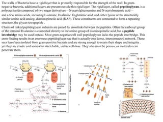 The walls of Bacteria have a rigid layer that is primarily responsible for the strength of the wall. In gram-
negative bacteria, additional layers are present outside this rigid layer. The rigid layer, called peptidoglycan, is a
polysaccharide composed of two sugar derivatives—N-acetylglucosamine and N-acetylmuramic acid—
and a few amino acids, including L-alanine, D-alanine, D-glutamic acid, and either lysine or the structurally
similar amino acid analog, diaminopimelic acid (DAP). These constituents are connected to form a repeating
structure, the glycan tetrapeptide .
Chains of linked peptidoglycan subunits are joined by crosslinks between the peptides. Often the carboxyl group
of the terminal D-alanine is connected directly to the amino group of diaminopimelic acid, but a peptide
interbridge may be used instead. Most gram-negative cell wall peptidoglycan lacks the peptide interbridge. This
cross-linking results in an enormous peptidoglycan sac that is actually one dense, interconnected network. These
sacs have been isolated from gram-positive bacteria and are strong enough to retain their shape and integrity .
yet they are elastic and somewhat stretchable, unlike cellulose. They also must be porous, as molecules can
penetrate them.
 