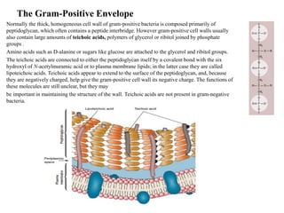 The Gram-Positive Envelope
Normally the thick, homogeneous cell wall of gram-positive bacteria is composed primarily of
peptidoglycan, which often contains a peptide interbridge. However gram-positive cell walls usually
also contain large amounts of teichoic acids, polymers of glycerol or ribitol joined by phosphate
groups .
Amino acids such as D-alanine or sugars like glucose are attached to the glycerol and ribitol groups.
The teichoic acids are connected to either the peptidoglycan itself by a covalent bond with the six
hydroxyl of N-acetylmuramic acid or to plasma membrane lipids; in the latter case they are called
lipoteichoic acids. Teichoic acids appear to extend to the surface of the peptidoglycan, and, because
they are negatively charged, help give the gram-positive cell wall its negative charge. The functions of
these molecules are still unclear, but they may
be important in maintaining the structure of the wall. Teichoic acids are not present in gram-negative
bacteria.
 