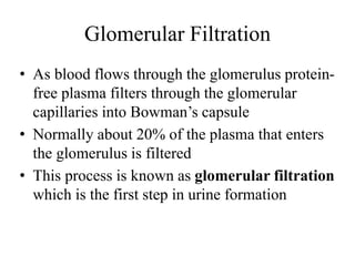 Glomerular Filtration
• As blood flows through the glomerulus protein-
free plasma filters through the glomerular
capillaries into Bowman’s capsule
• Normally about 20% of the plasma that enters
the glomerulus is filtered
• This process is known as glomerular filtration
which is the first step in urine formation
 