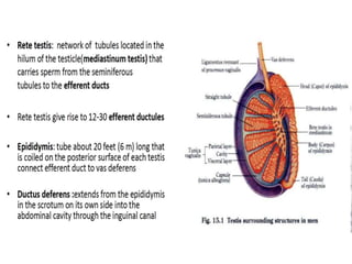 Netter Testis 2. Anatomy-1.pptx