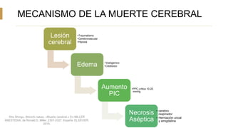 MECANISMO DE LA MUERTE CEREBRAL
Lesión
cerebral
•Traumatismo
•Cerebrovascular
•Hipoxia
Edema •Vasógenico
•Citotóxico
Aumento
PIC
•PPC critica 10-20
mmHg
Necrosis
Aséptica
• cerebro
respirador
• Herniación uncal
y amigdalina
Kho Shingu, Shinichi nakao. «Muerte cerebral.» En MILLER
ANESTESIA, de Ronald D. Miller, 2307-2327. España: ELSEVIER,
2015.
 