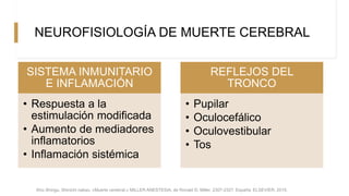 NEUROFISIOLOGÍA DE MUERTE CEREBRAL
SISTEMA INMUNITARIO
E INFLAMACIÓN
• Respuesta a la
estimulación modificada
• Aumento de mediadores
inflamatorios
• Inflamación sistémica
REFLEJOS DEL
TRONCO
• Pupilar
• Oculocefálico
• Oculovestibular
• Tos
Kho Shingu, Shinichi nakao. «Muerte cerebral.» MILLER ANESTESIA, de Ronald D. Miller, 2307-2327. España: ELSEVIER, 2015.
 