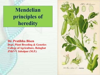 Mendelian
principles of
heredity
Dr. Pratibha Bisen
Dept. Plant Breeding & Genetics
College of Agriculture, Balaghat
JNKVV Jabalpur (M.P.)
 