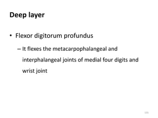 Deep layer
• Flexor digitorum profundus
– It flexes the metacarpophalangeal and
interphalangeal joints of medial four digits and
wrist joint
155
 