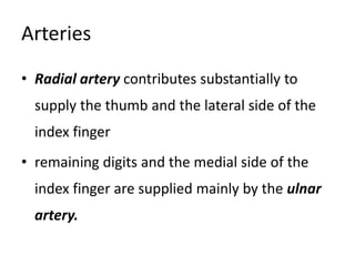 Arteries
• Radial artery contributes substantially to
supply the thumb and the lateral side of the
index finger
• remaining digits and the medial side of the
index finger are supplied mainly by the ulnar
artery.
 