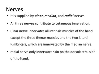 Nerves
• It is supplied by ulnar, median, and radial nerves
• All three nerves contribute to cutaneous innervation.
• ulnar nerve innervates all intrinsic muscles of the hand
except the three thenar muscles and the two lateral
lumbricals, which are innervated by the median nerve.
• radial nerve only innervates skin on the dorsolateral side
of the hand.
 
