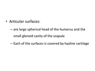 • Articular surfaces:
– are large spherical head of the humerus and the
small glenoid cavity of the scapula
– Each of the surfaces is covered by hyaline cartilage
 