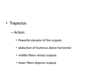 • Trapezius
– Action:
• Powerful elevator of the scapula
• abduction of humerus above horizontal
• middle fibers retract scapula
• lower fibers depress scapula
 