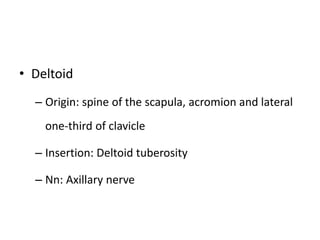 • Deltoid
– Origin: spine of the scapula, acromion and lateral
one-third of clavicle
– Insertion: Deltoid tuberosity
– Nn: Axillary nerve
 