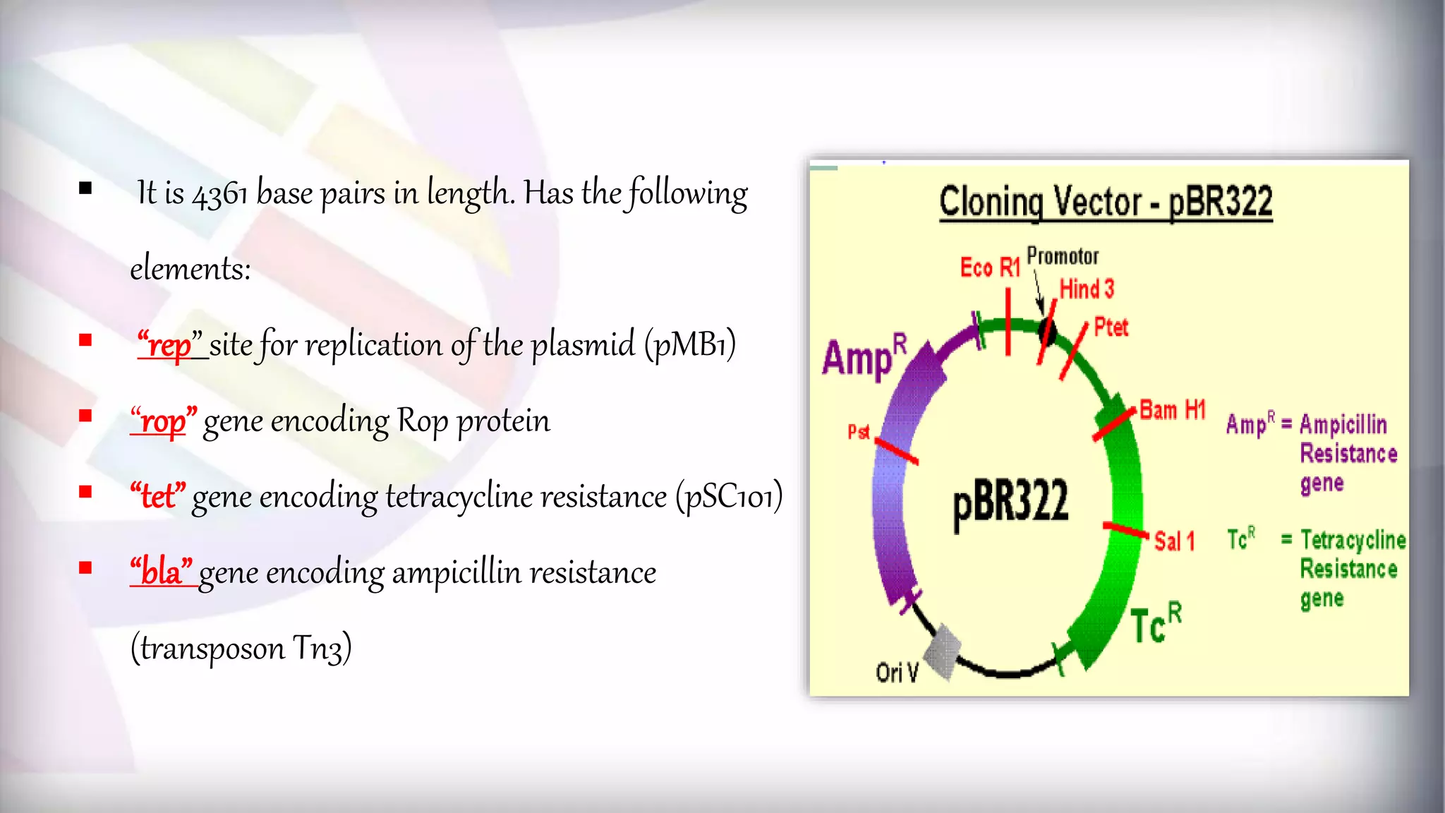  It is 4361 base pairs in length. Has the following
elements:
 “rep” site for replication of the plasmid (pMB1)
 “rop” gene encoding Rop protein
 “tet” gene encoding tetracycline resistance (pSC101)
 “bla” gene encoding ampicillin resistance
(transposon Tn3)
 