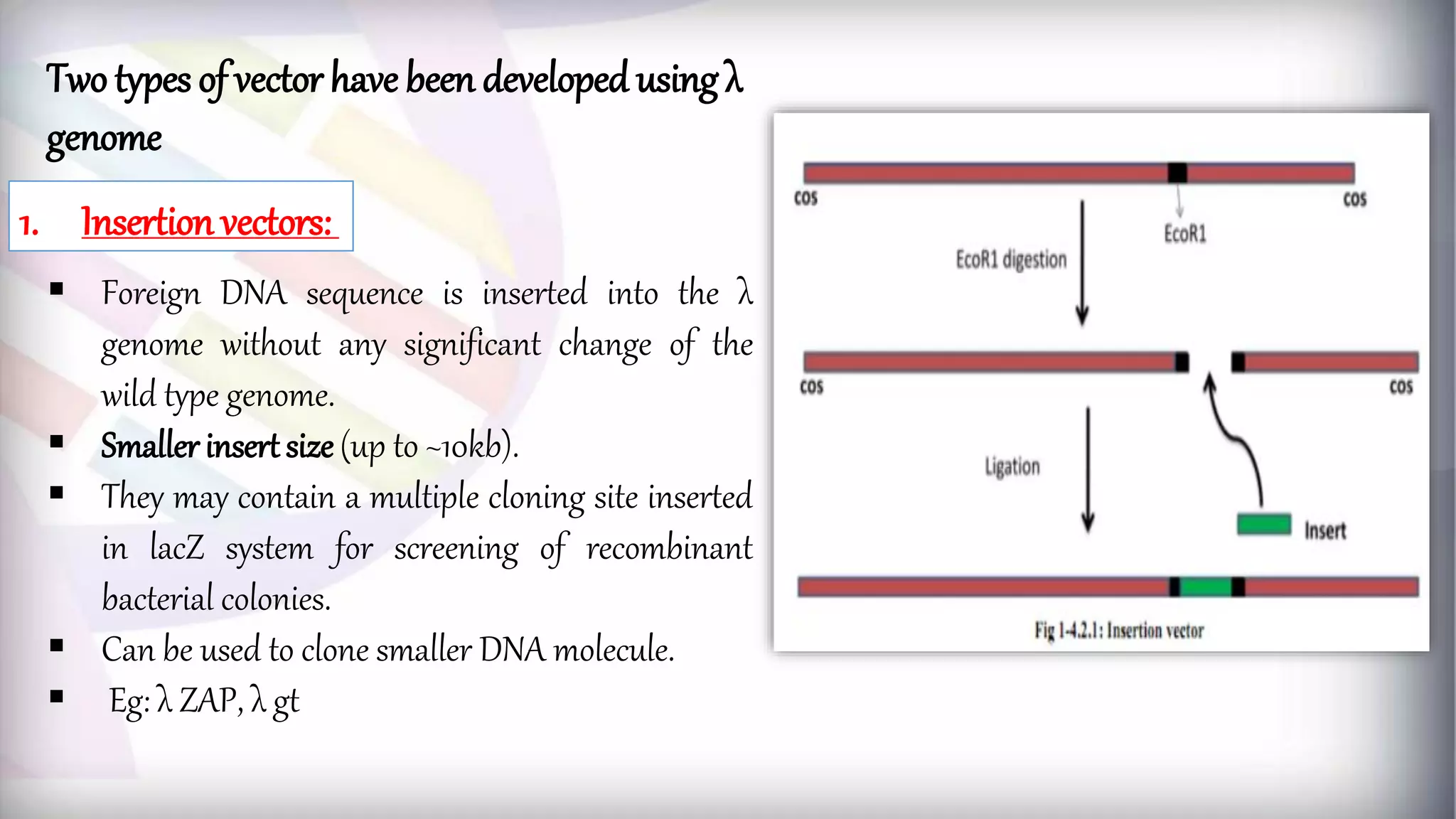 Two types of vector have been developed using λ
genome
 Foreign DNA sequence is inserted into the λ
genome without any significant change of the
wild type genome.
 Smaller insert size (up to ~10kb).
 They may contain a multiple cloning site inserted
in lacZ system for screening of recombinant
bacterial colonies.
 Can be used to clone smaller DNA molecule.
 Eg: λ ZAP, λ gt
1. Insertion vectors:
 