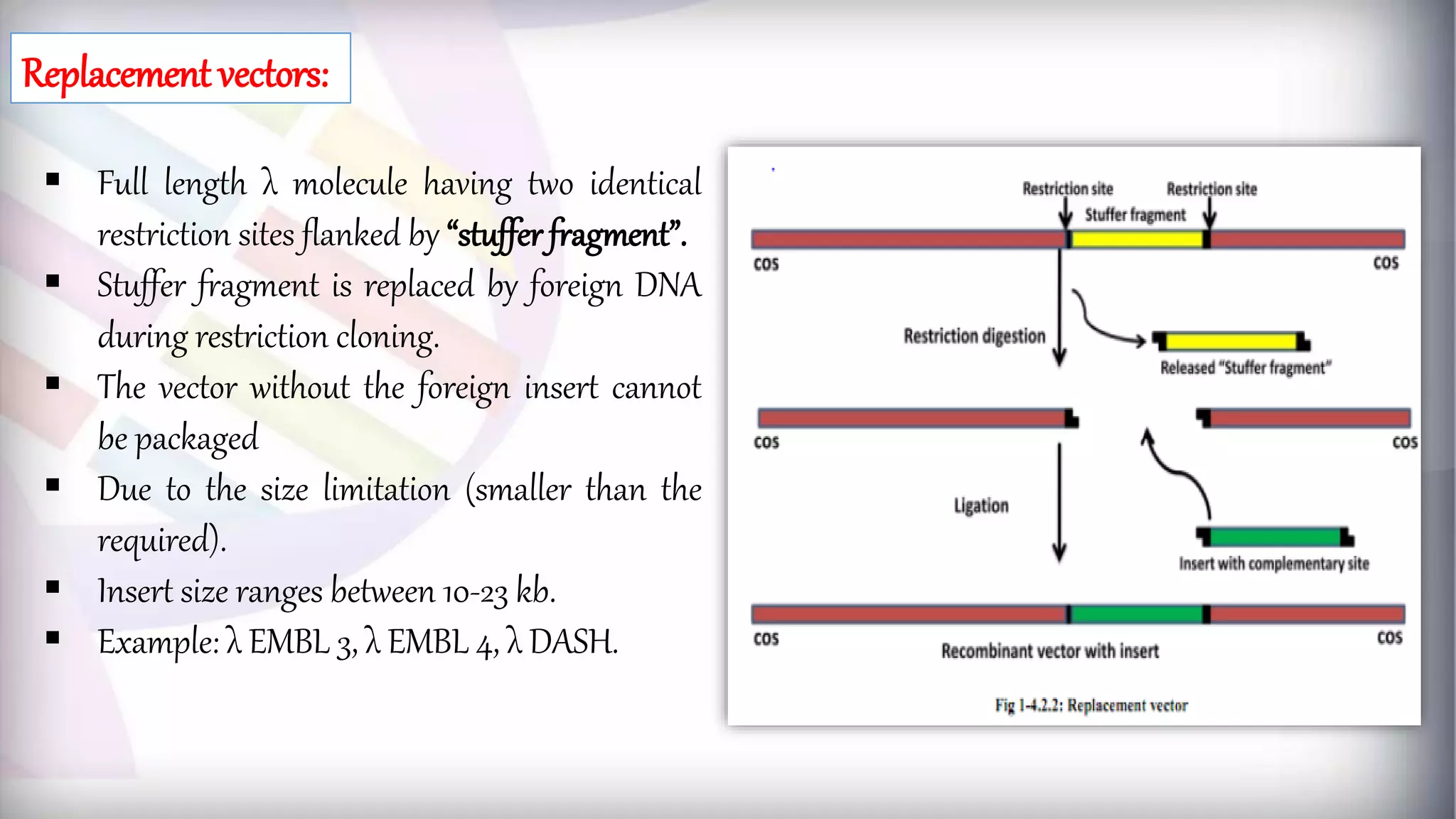  Full length λ molecule having two identical
restriction sites flanked by “stuffer fragment”.
 Stuffer fragment is replaced by foreign DNA
during restriction cloning.
 The vector without the foreign insert cannot
be packaged
 Due to the size limitation (smaller than the
required).
 Insert size ranges between 10-23 kb.
 Example: λ EMBL 3, λ EMBL 4, λ DASH.
Replacement vectors:
 