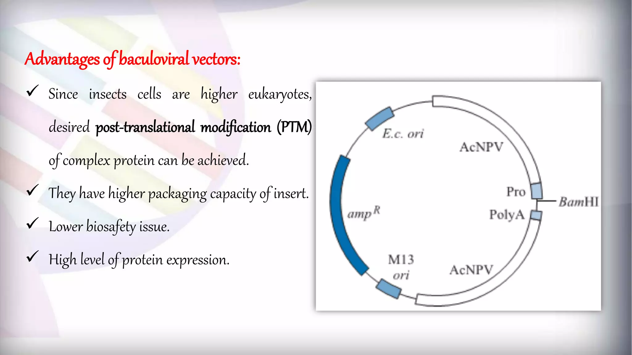 Advantages of baculoviral vectors:
 Since insects cells are higher eukaryotes,
desired post-translational modification (PTM)
of complex protein can be achieved.
 They have higher packaging capacity of insert.
 Lower biosafety issue.
 High level of protein expression.
 