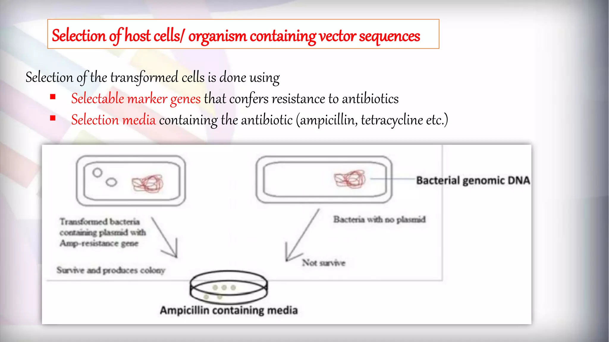 Selection of the transformed cells is done using
 Selectable marker genes that confers resistance to antibiotics
 Selection media containing the antibiotic (ampicillin, tetracycline etc.)
Selection of host cells/ organismcontainingvector sequences
 