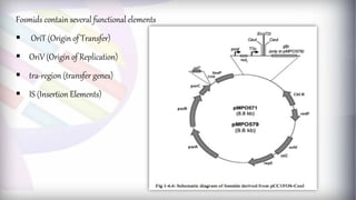 Fosmids contain several functional elements
 OriT (Origin of Transfer)
 OriV (Origin of Replication)
 tra-region (transfer genes)
 IS (Insertion Elements)
 