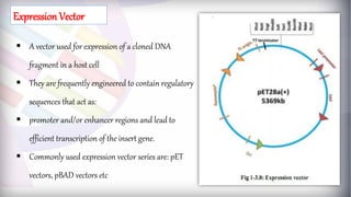  A vector used for expression of a cloned DNA
fragment in a host cell
 They are frequently engineered to contain regulatory
sequences that act as:
 promoter and/or enhancer regions and lead to
efficient transcription of the insert gene.
 Commonly used expression vector series are: pET
vectors, pBAD vectors etc
Expression Vector
 