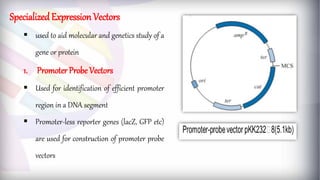  used to aid molecular and genetics study of a
gene or protein
1. Promoter Probe Vectors
 Used for identification of efficient promoter
region in a DNA segment
 Promoter-less reporter genes (lacZ, GFP etc)
are used for construction of promoter probe
vectors
SpecializedExpression Vectors
 