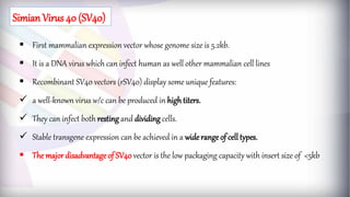  First mammalian expression vector whose genome size is 5.2kb.
 It is a DNA virus which can infect human as well other mammalian cell lines
 Recombinant SV40 vectors (rSV40) display some unique features:
 a well-known virus w/c can be produced in high titers.
 They can infect both resting and dividing cells.
 Stable transgene expression can be achieved in a wide range of cell types.
 The major disadvantageof SV40 vector is the low packaging capacity with insert size of <5kb
Simian Virus 40 (SV40)
 