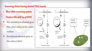 1. Blue-white screening system
(Vectors like pUC19, pGEM)
 Non-recombinant plasmids gives
blue-colour colony on the culture
medium
 Recombinant plasmids gives no
blue colour (white)
Screening clones havingdesired DNA inserts
 